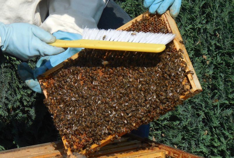 Bienenpflege - Abfegen der Bienen von einer Wabe.