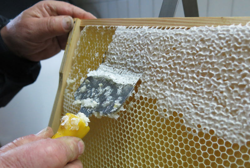 Die Honigernte - Entdeckeln einer Honigwabe